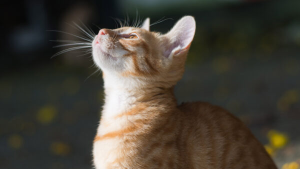 Wallpaper Cat, Looking, White, Brown