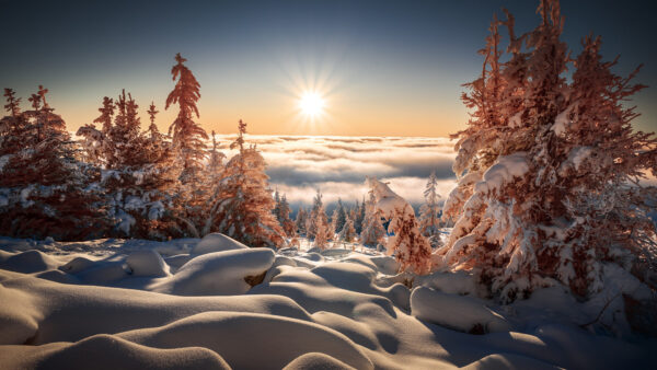 Wallpaper Trees, Background, Frozen, Scenery, Sunlight, Winter, Blue, Sky, Fog, Beautiful