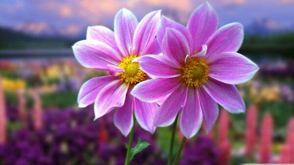 Wallpaper Purple, Closeup, Background, Light, Flowers, View, Colorful, Blur