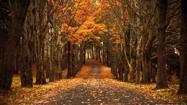 Wallpaper Background, Fall, Leaves, Forest, Autumn, Between, Trees, Dry, With, Road, Yellow, Red