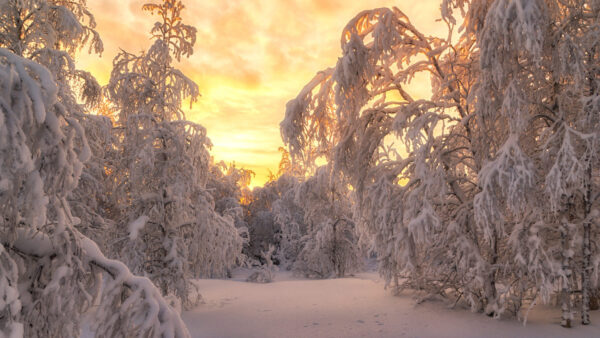 Wallpaper With, Covered, During, Snow, Trees, And, Forest, Fir, Desktop, Winter