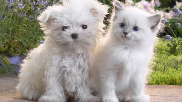 Wallpaper And, Cat, Cats, Dog, Dogs, Kitten, Garden, Desktop, White, Background