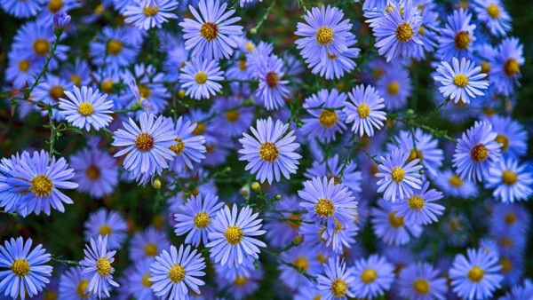 Wallpaper View, Closeup, Daisy, Blue, Bunch, Flowers