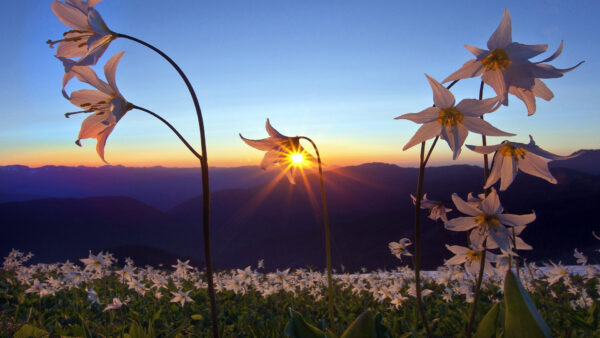 Wallpaper Blue, Green, Field, Nature, During, Yellow, Background, Sunrise, Sky, Plants, Flowers, White