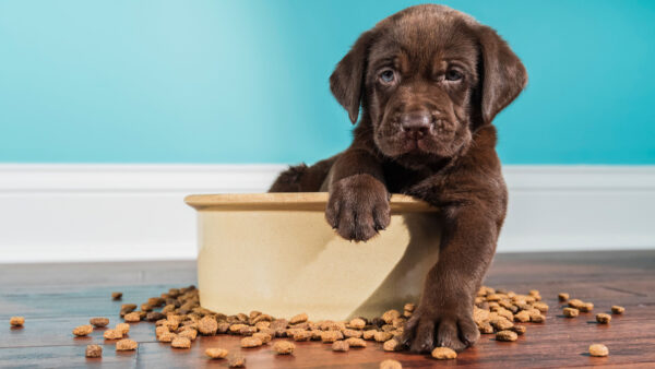 Wallpaper Labrador, Dog, Eating, Puppy, Chocolate, Black, Funny