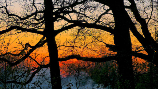 Wallpaper Branches, Trees, Nature, Silhouettes