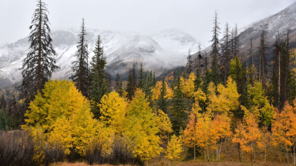 Wallpaper With, Nature, Autumn, Fog, Green, Mobile, Desktop, Orange, Trees, Capped, Leaves, Yellow, Mountains, View, Snow, Landscape, And