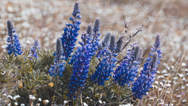 Wallpaper Background, Blue, Flowers, White