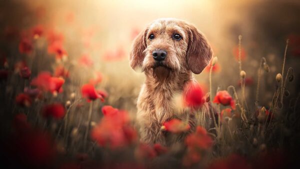 Wallpaper Field, Red, Flowers, Common, Dog, Poppy, Sitting, Brown