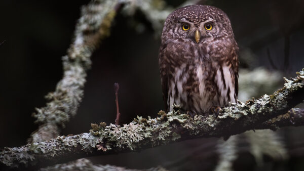 Wallpaper Eyes, Yellow, White, Bird, Brown, Branch, Owl, Tree