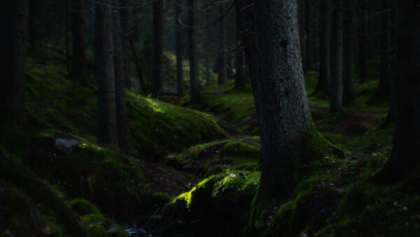 Wallpaper Nature, Trees, Algae, Covered, Trunk, Forest, Stones