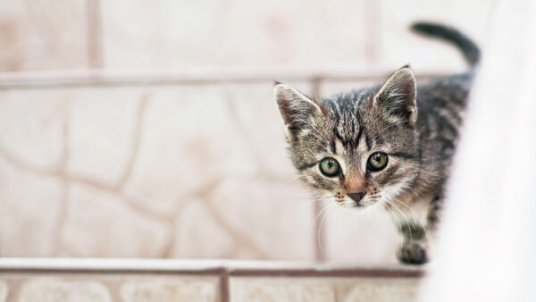 Wallpaper Near, Kitten, Cute, Steps, Black, White, Cat, WALL