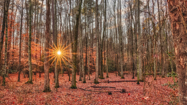 Wallpaper Beautiful, With, Sunlight, Colorful, Forest, Autumn, Trees