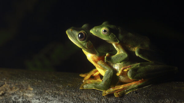 Wallpaper Background, Black, Two, Animal, Green, Funny, Frogs