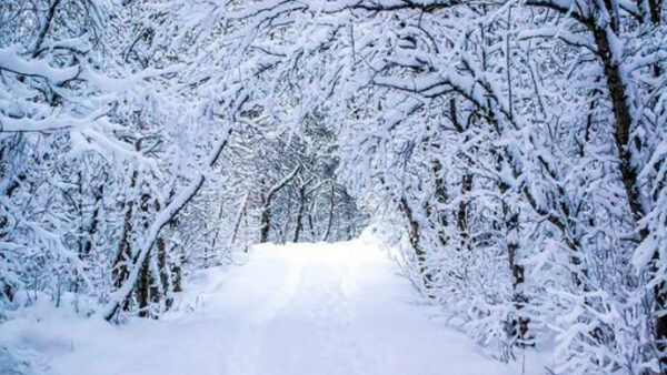 Wallpaper Background, Winter, Forest, Snow