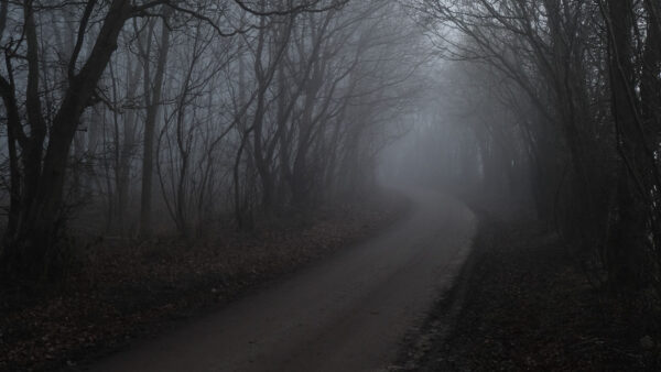Wallpaper Between, Forest, Nature, Road, Fog, With, Trees