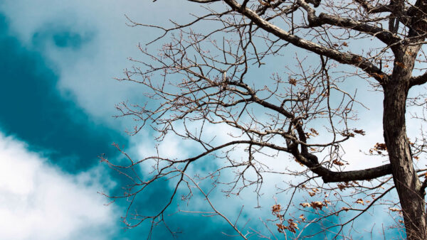 Wallpaper Branches, Closeup, Tree, Leaves, Sky, Nature, Background, Blue, White, Clouds