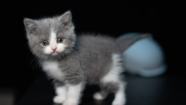 Wallpaper Cat, Dark, Look, Light, Grey, Stare, White, Background, With, Kitten, Standing