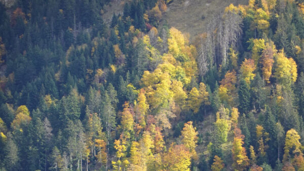 Wallpaper Slope, Trees, Autumn, Red, Yellow, Mountain, Green, Aerial, View