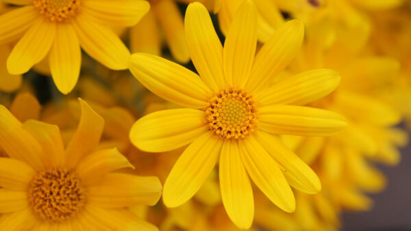 Wallpaper Yellow, Blur, View, Flowers, Background, Closeup