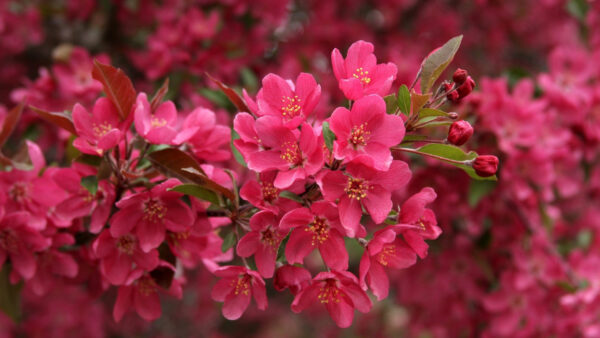 Wallpaper Flowers, View, Blur, Pink, Branches, Blossom, Buds, Petals, Closeup, Tree, Background