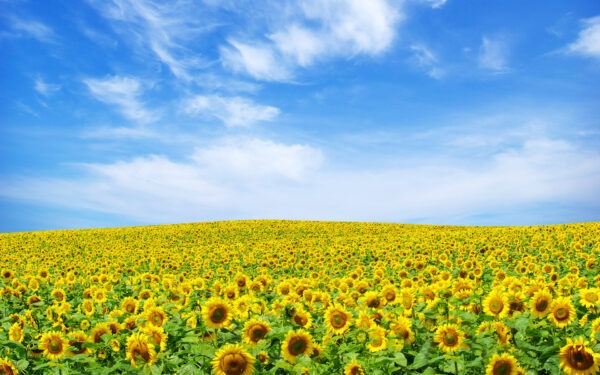 Wallpaper Landscape, Sunflower