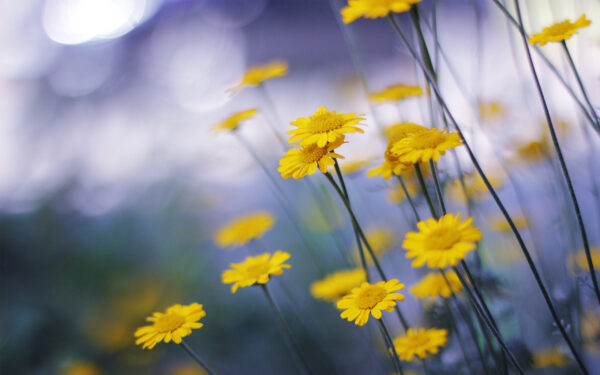 Wallpaper Flowers, Camomille