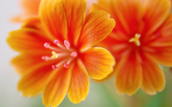 Wallpaper Flowers, Lewisia