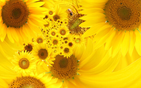 Wallpaper Yellow, Sunflowers