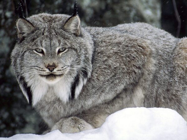 Wallpaper Lynx, Canadian