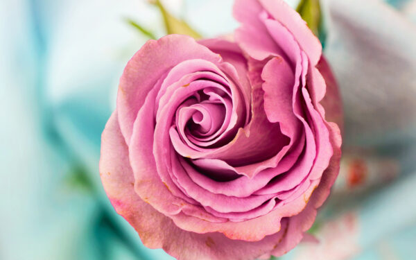 Wallpaper Pink, Rose