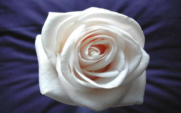 Wallpaper Widescreen, Rose, White
