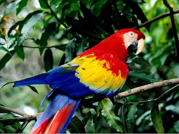 Wallpaper Parrot, Nature
