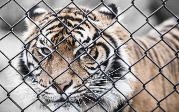 Wallpaper Tiger, Big, Zoo