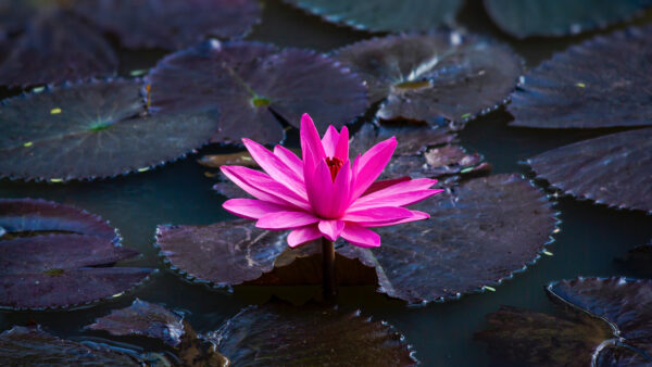 Wallpaper Lotus, Mobile, 4k, 5k, Flowers