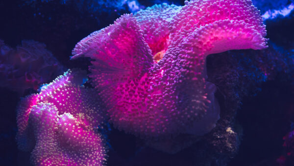 Wallpaper Coral, Reef