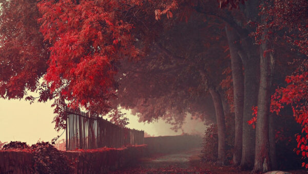 Wallpaper Forest, Desktop, Mobile, Landscape, Trees, Nature, Red, Leafed