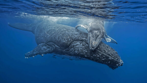 Wallpaper Desktop, Cool, Dual, Whale, Pc, 4k, Background, Wallpaper, Animals, Humpback, Download, Monitor, Images, Free, 5k