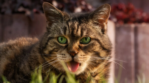 Wallpaper Phone, Desktop, Cat, Mobile, Animal, Animals