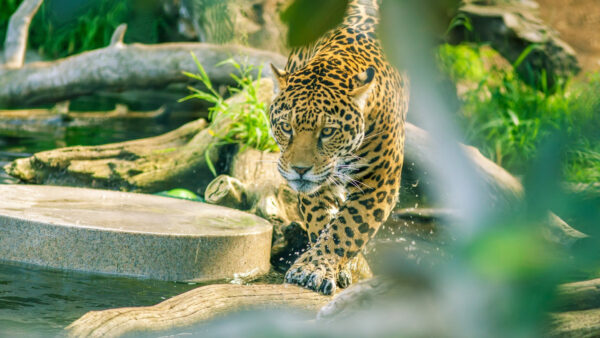 Wallpaper Walking, Body, Trunk, Animals, Jaguar, Water, Desktop, Tree