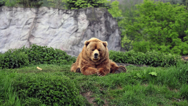 Wallpaper Brown, Animals, Bear, Grass, Pc, Desktop, Background, Phone, Images, Cool, Mobile