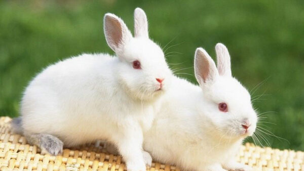 Wallpaper White, Pc, 1920×1080, Rabbit, Desktop, Cool, Animals, Background, Images, Grass