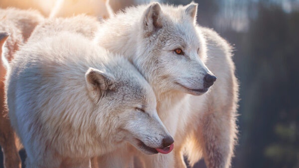 Wallpaper Wolfs, Animals, White, Desktop