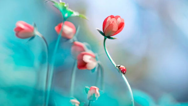 Wallpaper Ladybug, Pink, Anemones, Background, Beautiful, Desktop, Blur, Blue, Flower