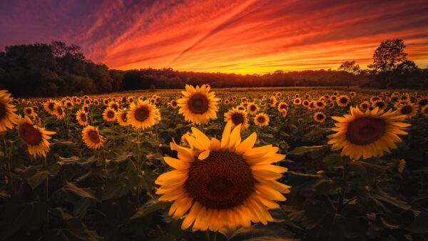 Wallpaper Wide, Red, Sunset, During, Desktop, Yellow, Sunflowers, Background, Sky, Flowers