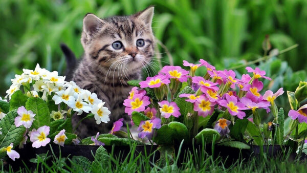 Wallpaper Sitting, Flowers, Cute, Brown, Colorful, Green, Grass, Background, Near, Animals, Desktop, Blur, Kitten, Black