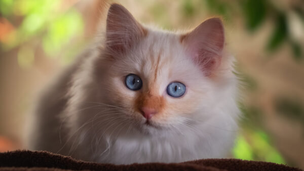 Wallpaper Desktop, Green, Mobile, Grey, Eyes, Blur, Cat, White, Background