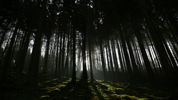 Wallpaper Forest, Shadow, Sunrays, Dark