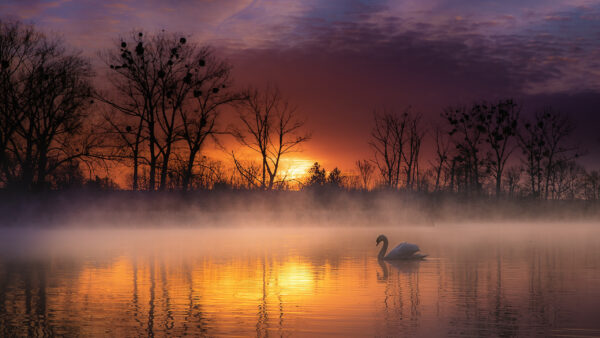 Wallpaper Desktop, Water, During, Sunset, Birds, And, Fog, Swan