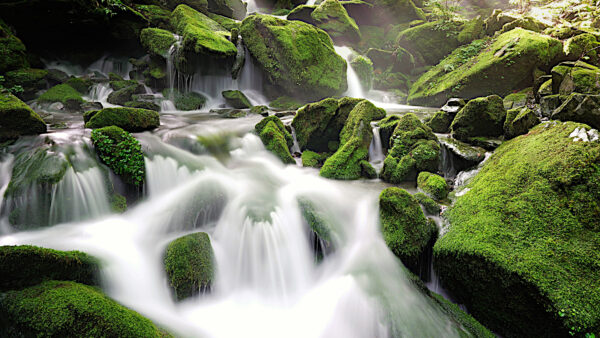 Wallpaper Water, Nature, Between, Covered, Stream, Algae, Rock, Green